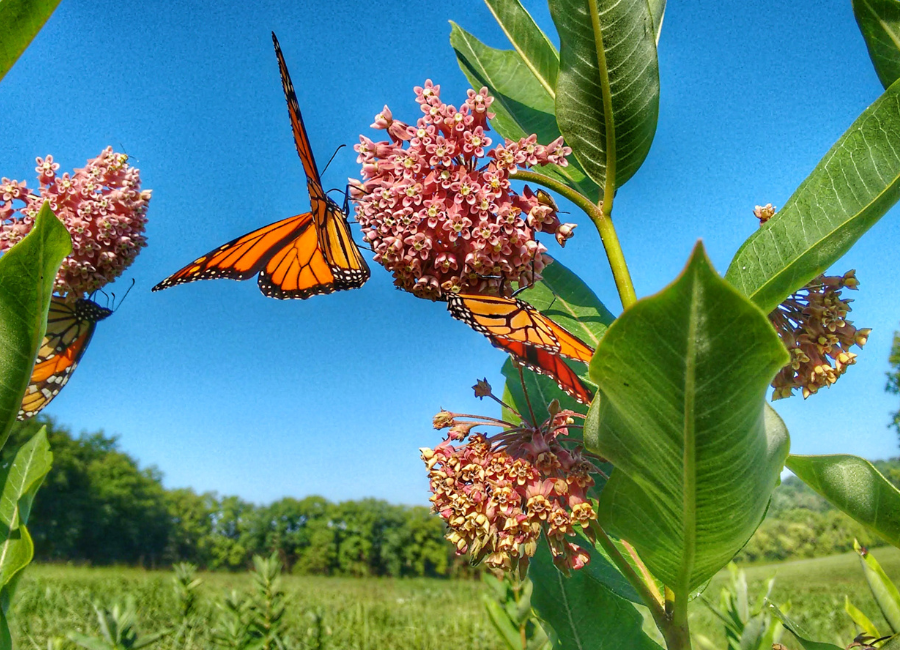 monarch butterfly on a milkweed plant