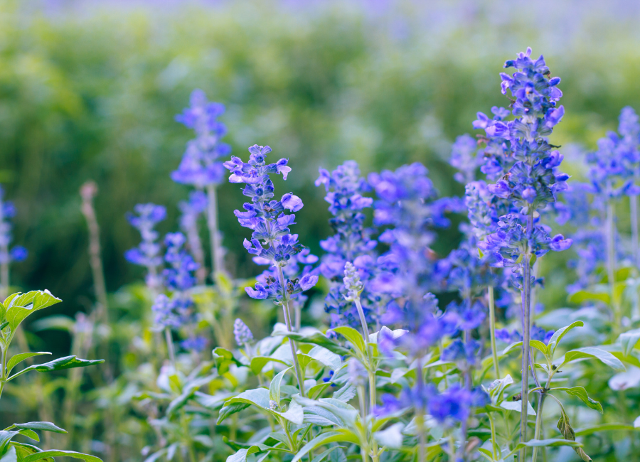 salvia flowers blooming