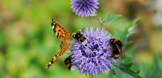 butterfly on a flower