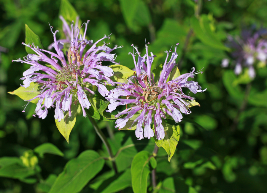 wild bergamot flowers